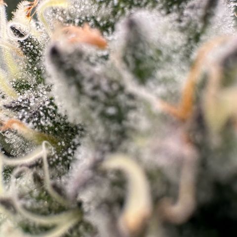 CxLAZ #31 58.75g growlog timeline photo