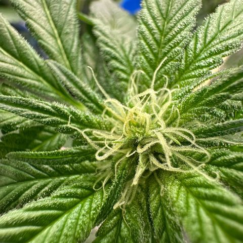 CxLAZ #16 50.72g growlog photo: Pollenated bud site