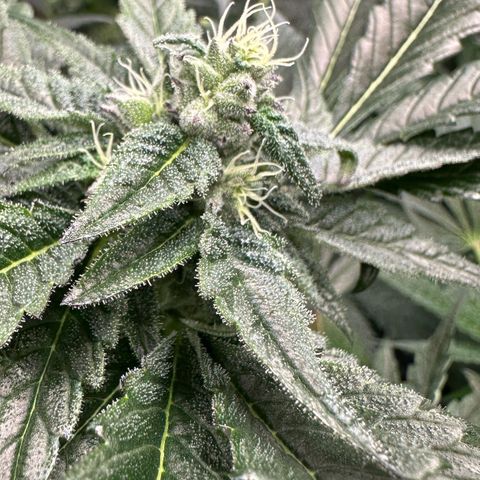 Misc x (LA Kush x Zkittles) #22 34.14g growlog timeline photo