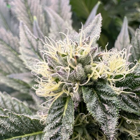 Misc x (LA Kush x Zkittles) #10 growlog timeline photo