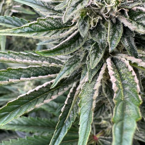 Misc x (LA Kush x Zkittles) #26 60.7g growlog timeline photo