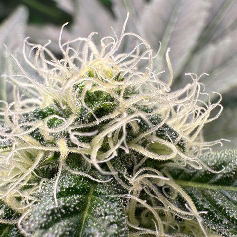 CxLAZ #20 13.7g growlog timeline photo