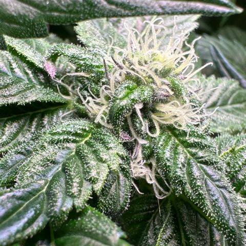Misc x (LA Kush x Zkittles) #35 28.55g growlog timeline photo