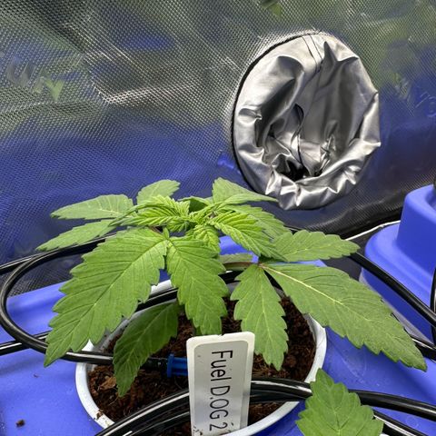 Fuel D.OG #2 Female 49.44g M growlog timeline photo