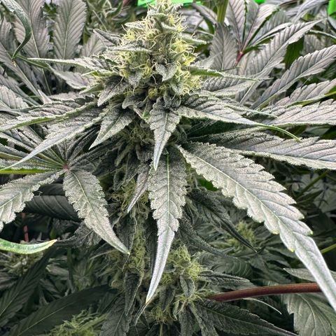 CxLAZ #06 growlog timeline photo