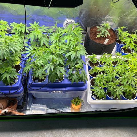 Shaman growlog timeline photo