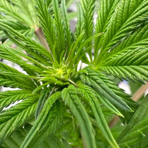 CxLAZ #16 50.72g growlog timeline photo