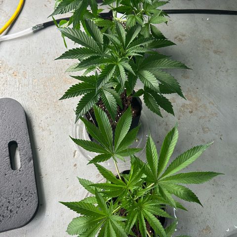 CxLAZ #16 50.72g growlog timeline photo