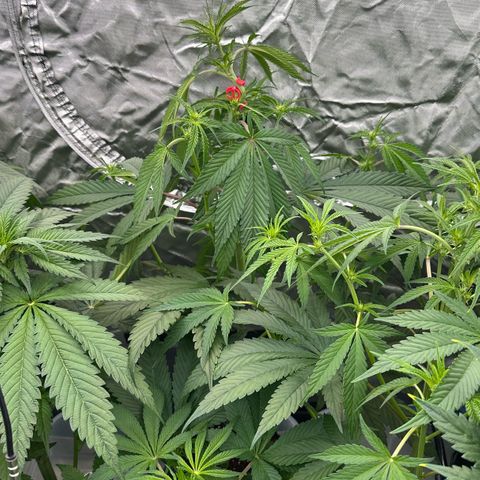 CxLAZ #16 50.72g growlog timeline photo