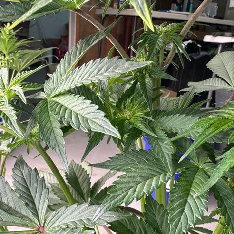 CxLAZ #16 50.72g growlog timeline photo