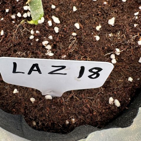 CxLAZ #16 50.72g growlog timeline photo