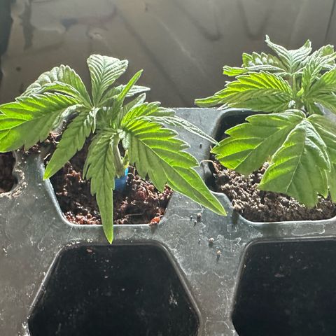 Shaman growlog timeline photo