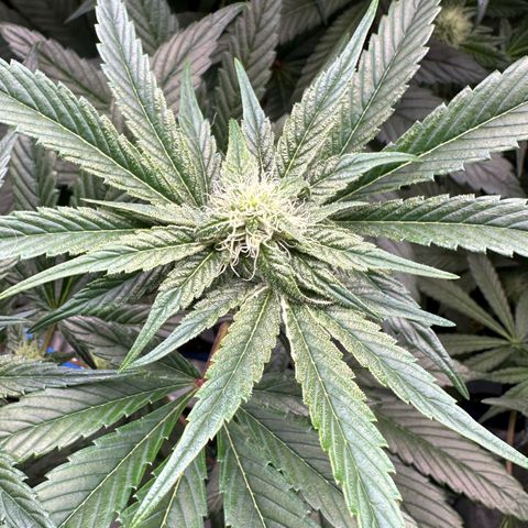 CxLAZ #16 50.72g growlog photo: Stacking nicely 9 heads