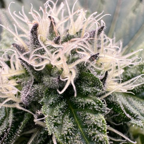 CxLAZ #16 50.72g growlog timeline photo