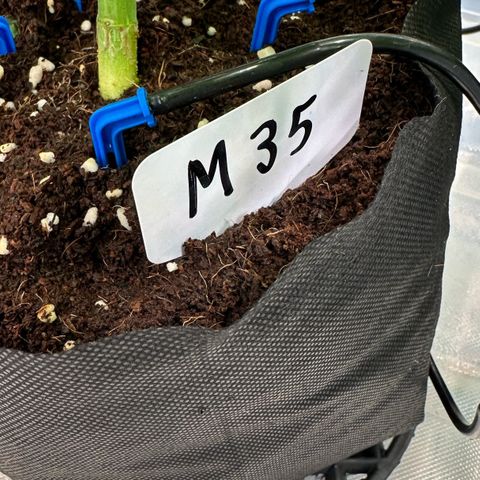 CxLAZ #16 50.72g growlog timeline photo