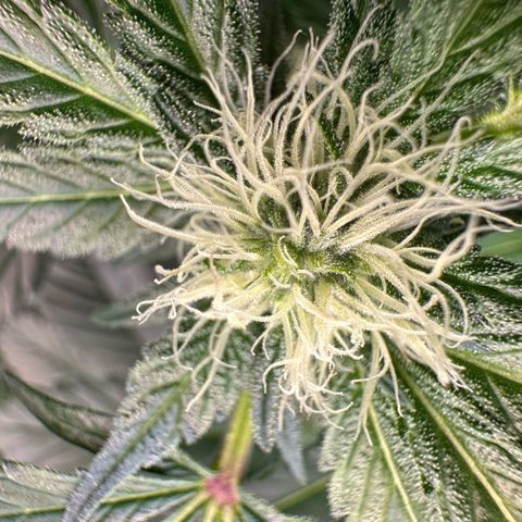 CxLAZ #16 50.72g growlog photo: Pollenated bud site