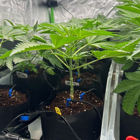 CxLAZ #16 50.72g growlog photo: Lollipoped