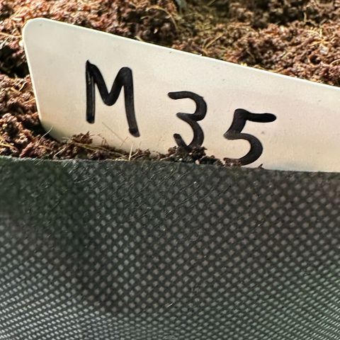 CxLAZ #16 50.72g growlog photo: Lollipoped