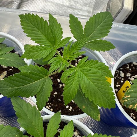 Misc x (LA Kush x Zkittles) #26 60.7g growlog timeline photo