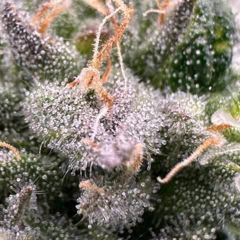 Misc x (LA Kush x Zkittles) #26 60.7g growlog timeline photo