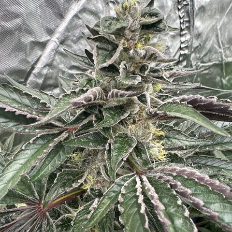 CxLAZ #03 45.52g growlog timeline photo