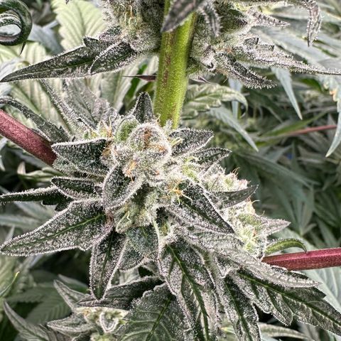 Misc x (LA Kush x Zkittles) #29 25.69g growlog timeline photo