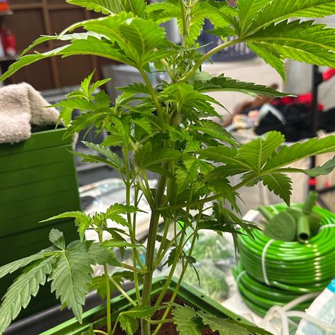 Fuel D.OG #1 Female 47.36g growlog photo: Transplanted into 1 gal pot
