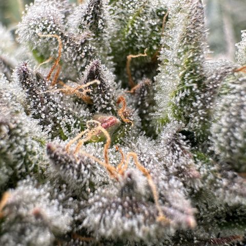 Misc x (LA Kush x Zkittles) #26 60.7g growlog timeline photo
