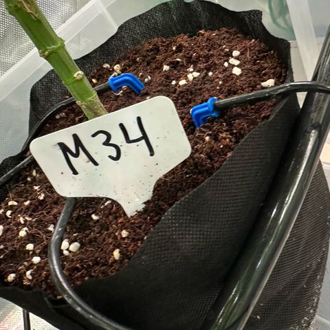 Misc x (LA Kush x Zkittles) #34 15.68g growlog timeline photo