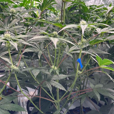 CxLAZ #16 50.72g growlog photo: Pollenated bud site