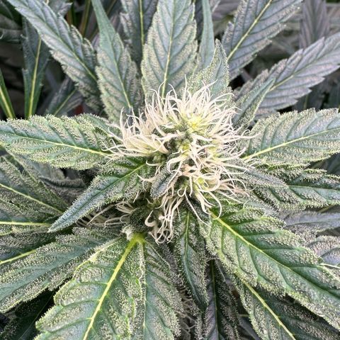 CxLAZ #15 52g growlog timeline photo