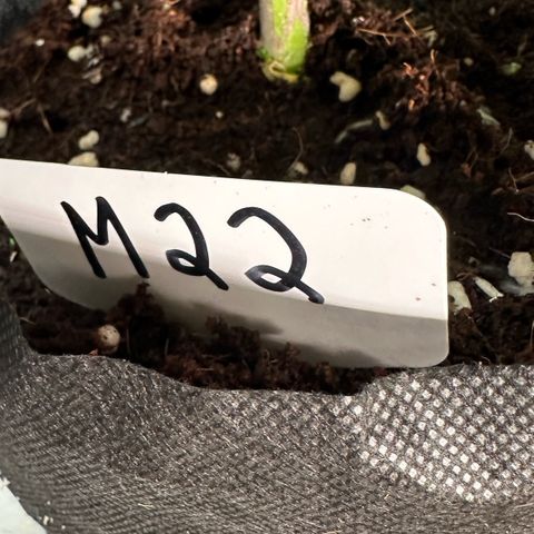 CxLAZ #16 50.72g growlog photo: Lollipoped