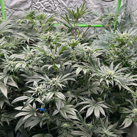 Misc x (LA Kush x Zkittles) #26 60.7g growlog timeline photo
