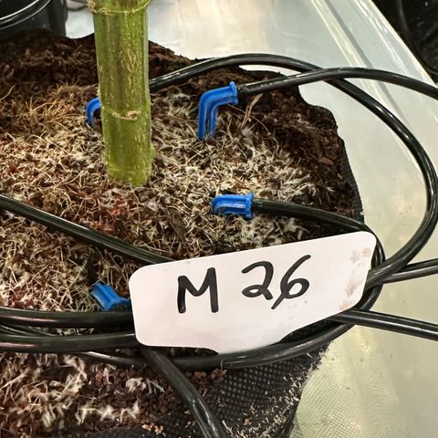 Misc x (LA Kush x Zkittles) #26 60.7g growlog timeline photo