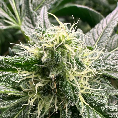 CxLAZ #31 58.75g growlog timeline photo
