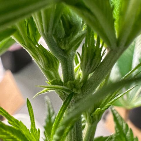 CxLAZ #16 50.72g growlog photo: Lollipoped
