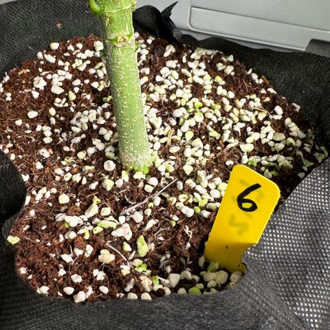 CxLAZ #16 50.72g growlog timeline photo