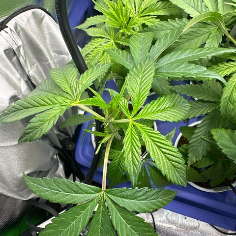 MiscxLAZ #26 C #1 47.15g growlog timeline photo