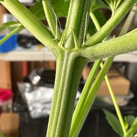 CxLAZ #16 50.72g growlog photo: Lollipoped