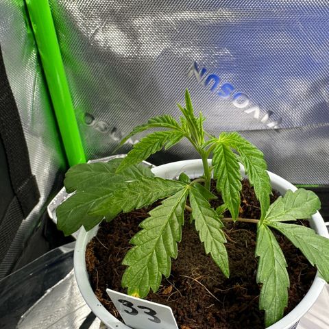 Shaman growlog timeline photo