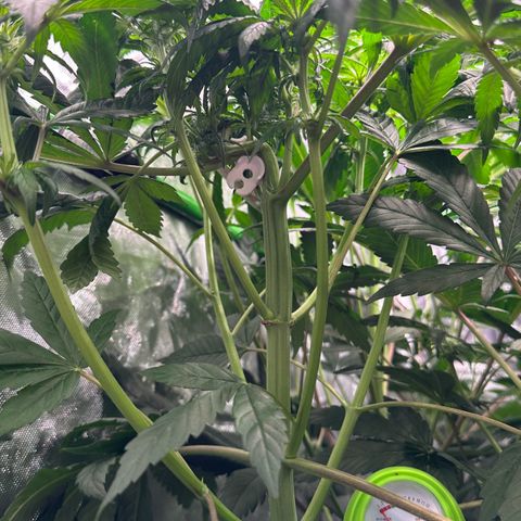 Misc x (LA Kush x Zkittles) #35 28.55g growlog timeline photo