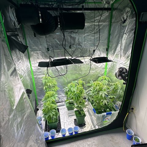 Shaman growlog photo: Moved around plants