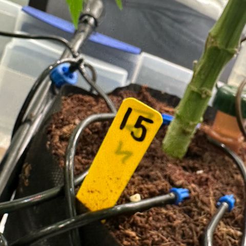 CxLAZ #15 52g growlog timeline photo