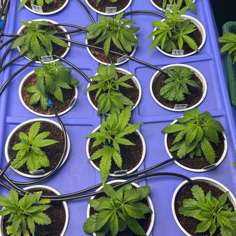 Shaman growlog timeline photo