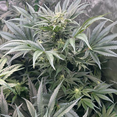 Misc x (LA Kush x Zkittles) #37 42.26g growlog timeline photo