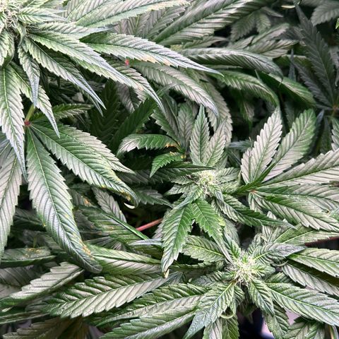 Misc x (LA Kush x Zkittles) #35 28.55g growlog timeline photo