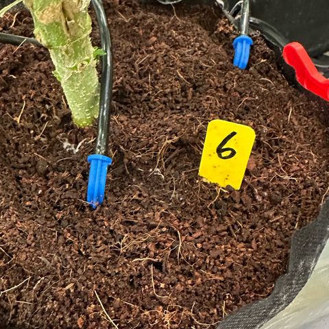CxLAZ #06 growlog timeline photo