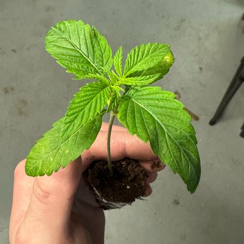 Misc x (LA Kush x Zkittles) #26 60.7g growlog photo: Transplant