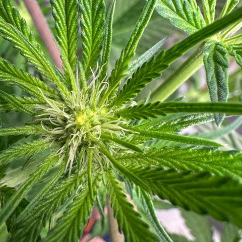 CxLAZ #16 50.72g growlog timeline photo
