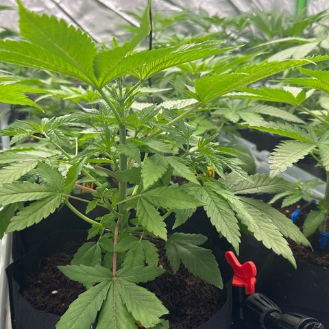 CxLAZ #16 50.72g growlog timeline photo